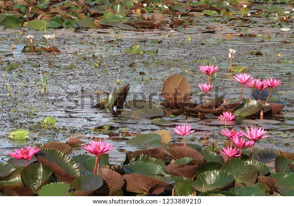 Nymphaea Nouchali Often Known By Synonym Stock Photo Edit Now Nymphaea Nouchali Often Known By Synonym Stock Photo Edit Now