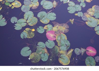 Nymphaea odorata, also called the American white waterlily, fragrant water-lily, beaver root, fragrant white water lily, white water lily, sweet-scented white water lily, and sweet-scented water lily.