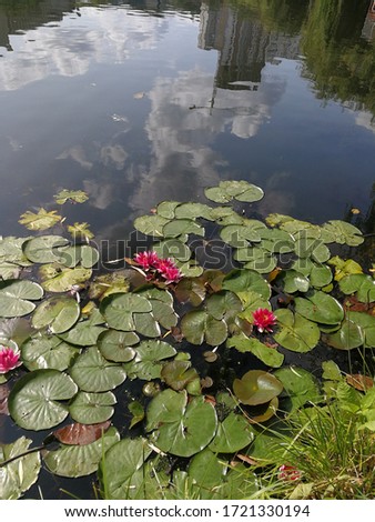 Nymphaea 