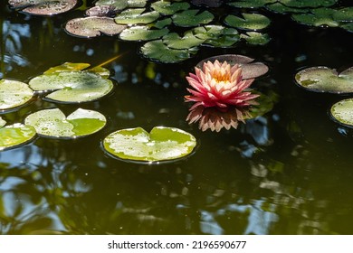 Nymphaea reflected in water. Magic big bright pink water lily or lotus flower Orange Sunset Perry in pond on blurred background. Close-up. Floral landscape for nature wallpaper. Selective focus.