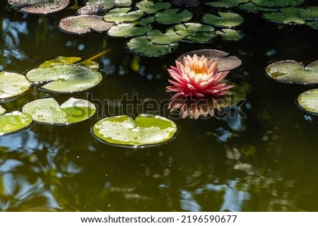 Nymphaea reflected in water. Magic big bright pink water lily or lotus flower Orange Sunset Perry in pond on blurred background. Close-up. Floral landscape for nature wallpaper. Selective focus.