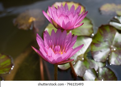 144 Nymphaea stellata wild Images, Stock Photos & Vectors | Shutterstock