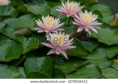 Nymphaea tropic sunset light aquatic flowers in bloom the pond with green leaves, group of pale pink orange white flowering water lilies