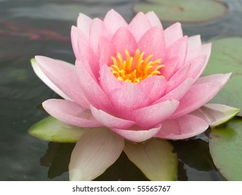 Nymphaea Water lilly  in a pond