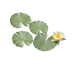 Nymphaea, Water Lily, Lotus, Close Up Beautiful Yellow Lotus Flower Bouquet And Lotus Leaves Isolated On White Background. The Side Of Yellow Waterlily Flower And Lily Pad.