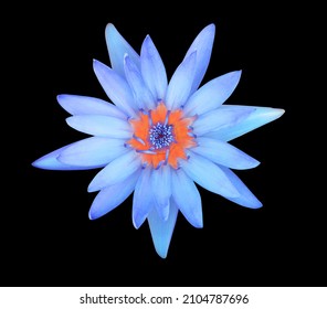 Nymphaea, Water Lily, Lotus, Close Up Beautiful Head Blue Or Sky Blue Lotus Flower Isolated On Black Background. Top View Of Light Blue Waterlily Flower.