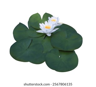 Nymphaea or Water lily or Lotus flowers. Close up white lotus flower bouquet on lotus leaves isolated on white background. - Powered by Shutterstock