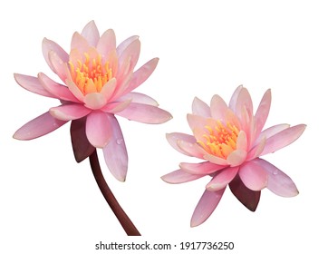 Nymphaea, Water lily, Lotus, the side of pink lotus flower on stalk isolated on white background. Single head water lily flower. 