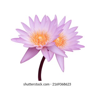 Nymphaea or Waterlily or Lotus flower. Close up pink-purple lotus flower bouquet on stalk isolated on white background. The side of pink waterlily.
