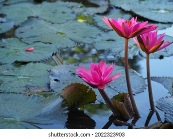 Nymphaeaceae is a family of flowering plants commonly called water lilies. They live as rhizomatous aquatic herbs in temperate and tropical climates around the world. 