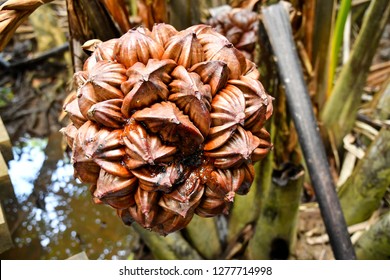 Nipah Fruit Palm Family Stock Photo 1886628733 | Shutterstock