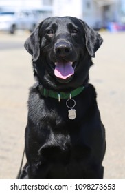 NYPD Bomb Squad Dog Provides Security During Fleet Week 2018