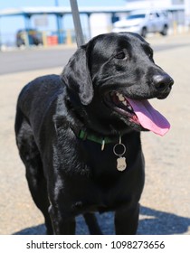 NYPD Bomb Squad Dog Provides Security During Fleet Week 2018