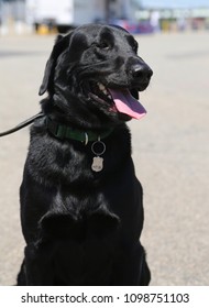 NYPD Bomb Squad Dog Provides Security During Fleet Week 2018