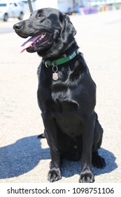 NYPD Bomb Squad Dog Provides Security During Fleet Week 2018