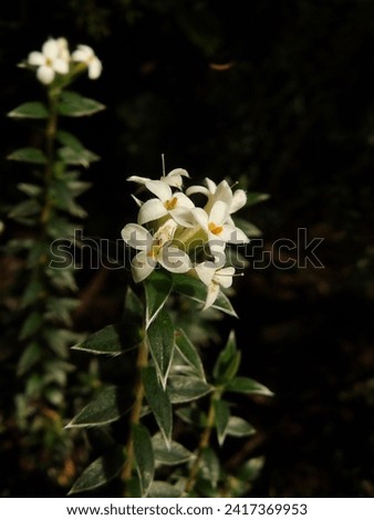 The NZ endemic Pimelea pseudolyallii blooms in autumn, which is a naturally uncommon species.