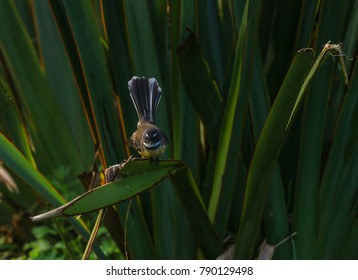 The NZ Fantail