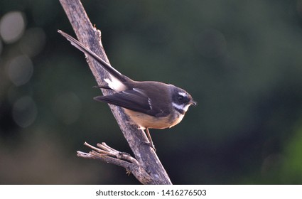 NZ Fantail Perched On A Branch