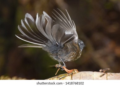 NZ Fantail Shaking Its Tail Feathers