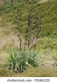 NZ Flax