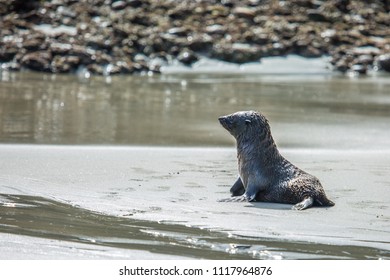 NZ Fur Seal