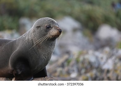 NZ Fur Seal