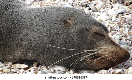 NZ Fur Seal