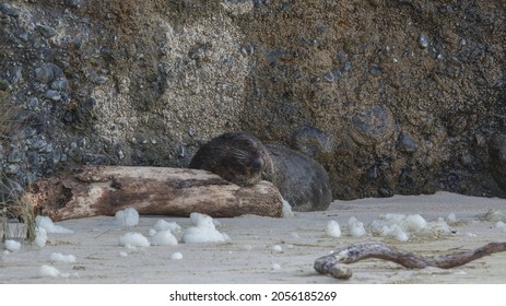 NZ Fur Seal Blends In With Rocky Background 