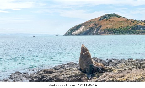 NZ Fur Seal At Otago Peninsula