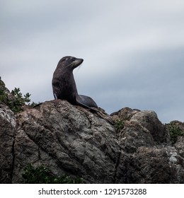 NZ Fur Seal In Palliser Bay