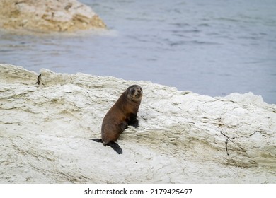 NZ Fur Seal Pup Looking Back On Mud-stone Rock Edge