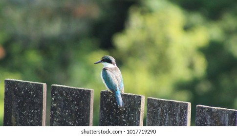 NZ Kingfisher Bird Sitting On A Fence