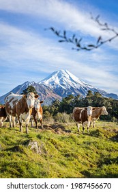 NZ Mt Taranaki Dairy Cows Snowy Mountain