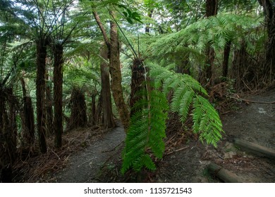 NZ Native Bush Walk