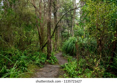 NZ Native Bush Walk