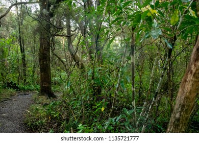 NZ Native Bush Walk