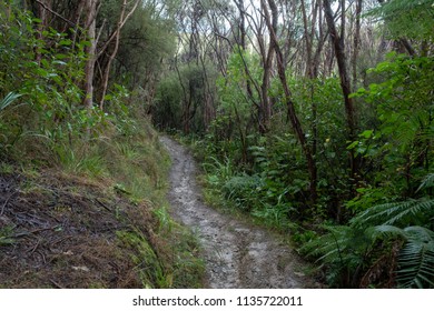 NZ Native Bush Walk