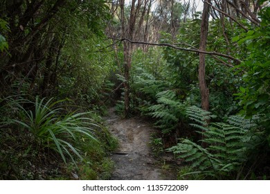 NZ Native Bush Walk