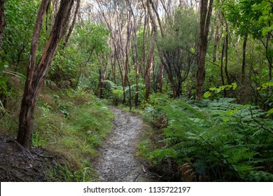 NZ Native Bush Walk