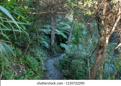 NZ Native Bush Walk