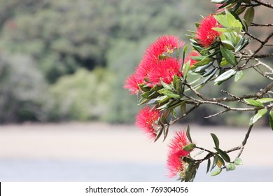 NZ Pohutukawa Tree
