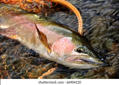 NZ Trout/Fly Fishing In New Zea-land. There Are A Lot Of Big Rainbow Trout & Brown Trout.