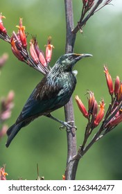 NZ Tui Feeding On Flax Flowers