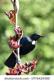 NZ Tui On Harakeke Flax