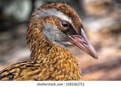 A NZ Weka On Kapiti Island. 