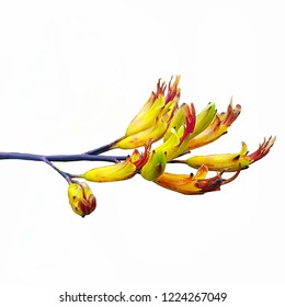 NZ Yellow Harakeke / Flax Flower On White Background 