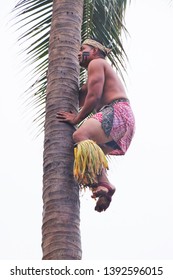 Oahu, Hawaii - 4/2/2019 - Samoan Man Climbing A Coconut Tree At The Polynesian Cultural Center