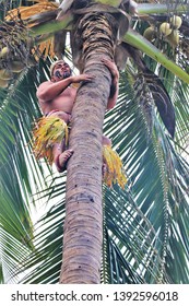 Oahu, Hawaii - 4/2/2019 - Samoan Man Climbing A Coconut Tree At The Polynesian Cultural Center