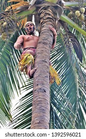 Oahu, Hawaii - 4/2/2019 - Samoan Man Climbing A Coconut Tree At The Polynesian Cultural Center