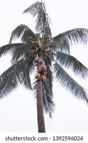 Oahu, Hawaii - 4/2/2019 - Samoan Man Climbing A Coconut Tree At The Polynesian Cultural Center